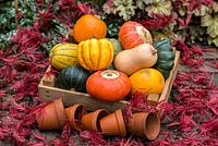 Citrouilles et courges dans une boîte en bois, au milieu de vieux pots en terre cuite et de feuilles d'érable en pleine couleur d'automne.