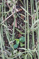 Protéger les jeunes plants de Cerinthe major 'Purpurascens' en les recouvrant de Verbena bonariensis usée