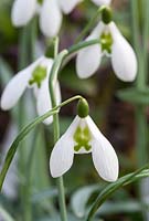 Galanthus 'Vanneau'