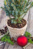 Sapin de Noël miniature avec un paillis d'écorce, accompagné d'une boule rouge, de cônes d'aulne, d'Erica - Feuillage de bruyère et d'if