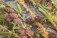 Feuillage de mélèze, Prunus avec lichen et mousse - Bryophyta, contre une surface en bois