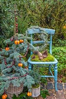 Affichage floral de Picea pungens 'Hoopsii' décoré de Clémentines et Canneberges, Picea pungens, une couronne Helichrysum italicum et des pommes de pin, avec une chaise bleue vintage
