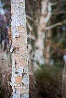 Betula utilis 'Marble Stem', février, Hampshire