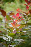 Cotinus 'Jenni', septembre, Hampshire