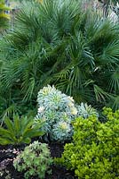 Parterre de fleurs tropicales avec Cycas revoluta, Aeonium haworthii 'Kiwi', Aeonium decorum 'Sunburst', Chamaerops humilis, Gardenia