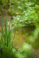 Carex pendula - carex pendulaire.