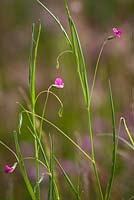 La vesce à l'herbe. Lathyrus nissolia