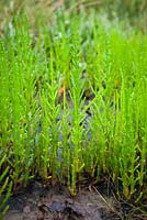Salicornia europaea - Glasswort commune, Marsh Samphire, poussant à l'état sauvage sur le marais salant de Stiffkey, Norfolk.