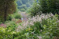 Saponaria officinalis - Soapwort poussant à l'état sauvage par une ligne de chemin de fer dans la vallée de Stroud. Parfumé la nuit et attrayant pour les papillons de nuit