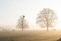 Viscum album - Gui poussant sur les arbres un matin d'hiver brumeux dans le Gloucestershire.
