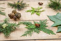 Une variété d'étoiles de Noël, fabriquées à partir du feuillage de divers arbres à feuilles persistantes. Lithocarpus - Chêne à noyaux, genévrier, conifère, Pinus et Sequoiadendron giganteum.