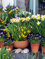 Un pot de printemps lumineux afficher des altos annuels et Narcisse.
