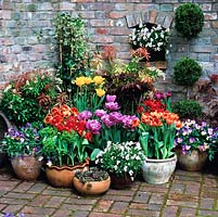 Pots de printemps de tulipes - jaune 'Hamilton' à froufrous, 'Blue Diamond' bleu mauve, 'Apeldoorn' rouge, 'Orange Princess '. Pieris, pensées et topiaire.