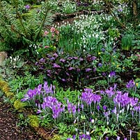 Tapis d'hiver flanc de fougère et de mousse de Crocus tommasinianus lilas argenté, Hellebores x hybridus sombre, perce-neige et aconites d'hiver.