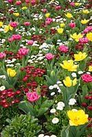 Tulipes avec plantes annuelles de printemps. Tulipa 'Monte Carlo' et 'Queen of Marvel', Bellis perennis Medicis series, Myosotis sylvatica 'Ultramarine' at RHS Gardens, Wisley, Surrey