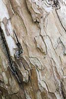 Écorce d'Eucalyptus rodwayi - Knoll Gardens, Wimborne Minster, Dorset. Conçu et détenu par Neil Lucas. septembre
