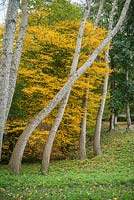 Populus alba. Écorce en automne contre les feuilles d'automne jaunes. octobre