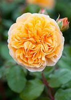 Rosa 'Crown Princess Margareta' - Auswinter English Leander Hybrid. David Austin English Rose. Été, arbuste