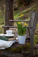 Banc de jardin en teck avec table en pierre avec nature morte de couverture, livre, tasse et Narcisse 'Tête à tête' - janvier