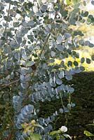 Eucalyptus gunnii en automne