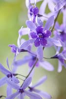 Petrea volubilis