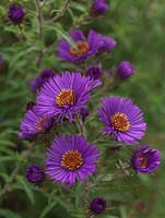 Aster novae-angliae 'Colwall Constellation', une grande plante herbacée vivace portant des fleurs violettes ressemblant à des marguerites. Collection nationale de plantes d'asters à fleurs d'automne.