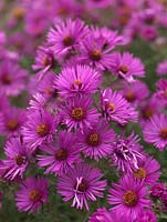 Aster novae-angliae 'Colwall Galaxy', une grande plante herbacée vivace portant des masses de fleurs rose-violet ressemblant à des marguerites. Collection nationale de plantes d'asters à fleurs d'automne.