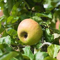 Malus - Une vieille variété de pomme, cultivée sur un cordon autoportant.
