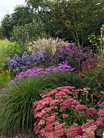 The Anniversary Grass Garden avec Miscanthus, Deschampsia et Stipa graminées avec Sedum 'Indian Chief', Persicaria amplexicaulis 'Atrosanguinea' et Aster 'Brilliant', 'Weltfriede' et 'King George '.