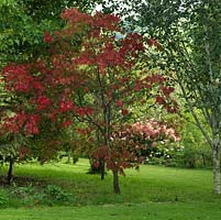 Acer palmatum Osakazuki, un érable japonais à feuilles vert moyen qui vire au rouge vif en automne.