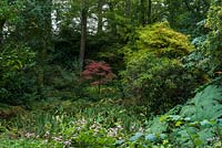 Un jardin boisé ombragé, établi sur le site d'une ancienne fosse d'argile romaine plantée il y a 50 ans, avec un petit Acer brillant en son centre.
