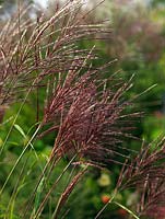 Miscanthus sinensis 'Malepartus', une herbe à feuilles caduques vigoureuse jusqu'à 2m de haut. Il produit des capitules roses teintés à la fin de l'été qui vieillissent à l'argent.
