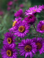 Aster novae-angliae, une grande plante herbacée vivace portant des fleurs violettes ressemblant à des marguerites.