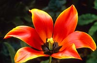 Tulipa 'Reine de Saba' - montrant l'éclat lorsque les pétales ont soufflé
