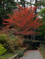Feuillage d'automne rouge vif d'Acer micranthum, un érable gracieux
