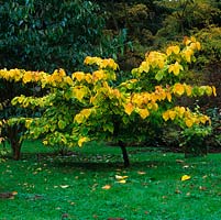 Lindera obtusiloba, un arbre à feuilles caduques au feuillage vert vif qui devient jaune beurre avec des teintes roses en automne. La graine noire est mûre, la rouge ne l'est pas.
