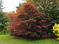 Semis d'Acer palmatum, devenant rouge avec une couleur d'automne