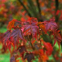 Acer japonicum Vitifolium, un érable à feuilles caduques à feuilles rouges en automne.
