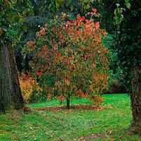 Cornus nuttallii Ascona, cornouiller occidental, un arbre à feuilles caduques au feuillage vert, ses feuilles devenant rouges et cramoisies en automne.