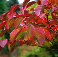 Sapium japonicum, un rare petit arbre ou arbuste à feuilles caduques à feuilles vertes qui, à l'automne, sont cramoisis rougeoyants.