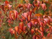 Cornus kousa, un petit arbre à feuilles caduques avec des feuilles vertes qui deviennent rouge feu en automne