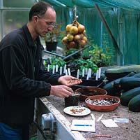 Stephen Lloyd, jardinier en chef, dans sa serre où il a propagé de nombreuses plantes rares à partir de graines récoltées dans la nature. Ici, il ajoute des graines au pot de compost.