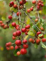 Malus x robusta 'Red Sentinel', pomme sauvage, porte des masses de petits fruits rouges et jaunes en automne.