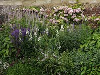 Parterre de fleurs herbacées avec des herbes de saule blanc, salvia, centaurea, Veronicastrum virginicum, penstemon et catmint. Derrière, une rose rose formée sur le mur.