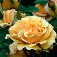 Rosa 'Amber Queen', une floribunda moderne de couleur abricot. A remporté de nombreux prix pour son parfum sucré et sa floraison été-automne.