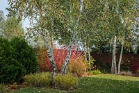 Parterre d'automne avec des conifères, des arbres, des arbustes à feuilles caduques et des herbes. Cet ensemble de plantes semble bon également pendant un hiver difficile.