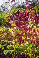 Arbuste Cornus alba à rameaux rouges