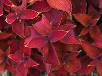 Solenostemon scutellarioides 'Wizard Mix', coleus, une annuelle cultivée pour son feuillage varié et coloré.