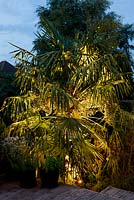 Une vue de nuit d'un parterre de fleurs d'inspiration australienne planté de palmiers Trachycarpus fortunei uplit