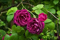 Rose 'Prince Charles' bourbon rose. juin